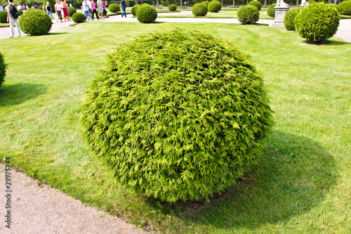 Arborvitae (lat. Thuja) round bush on a lawn