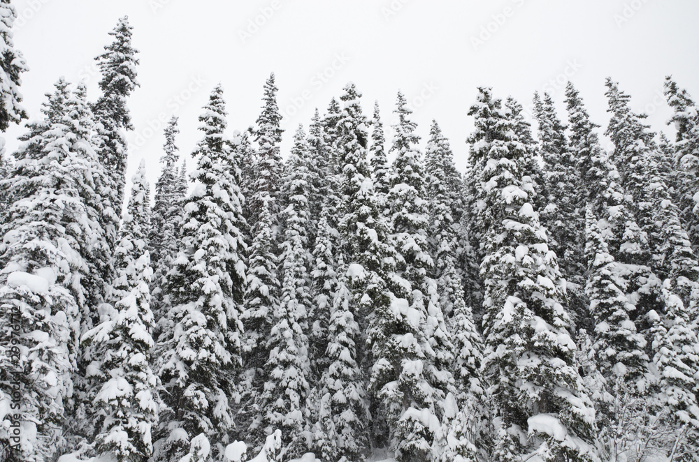 Snowy Pine tree Snowy Pine tree