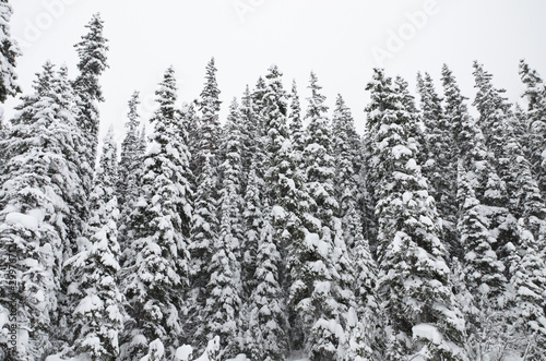 Snowy Pine tree