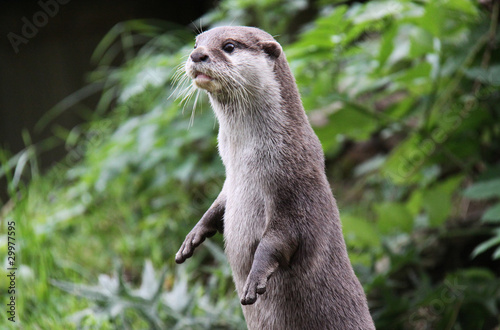 Otter standing up looking away from camera