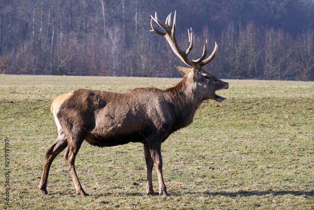 Obraz premium Rothirsch - Cervus Elaphus