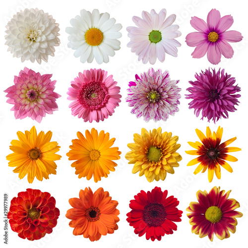 Collection of daisies Fototapeta