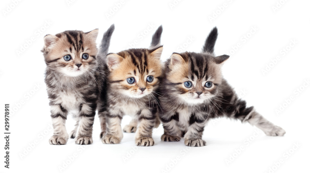 three kittens striped tabby isolated