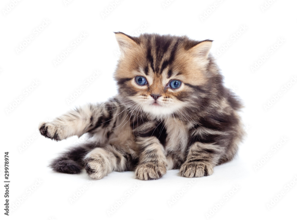 Obraz premium little kitten pure breed striped british isolated