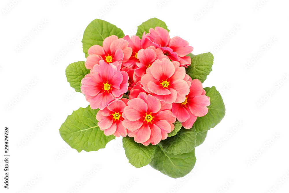 Fototapeta premium primula flower