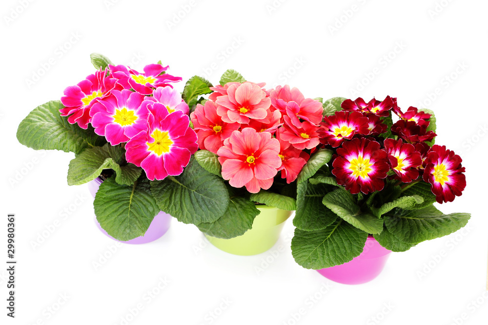 primula flower
