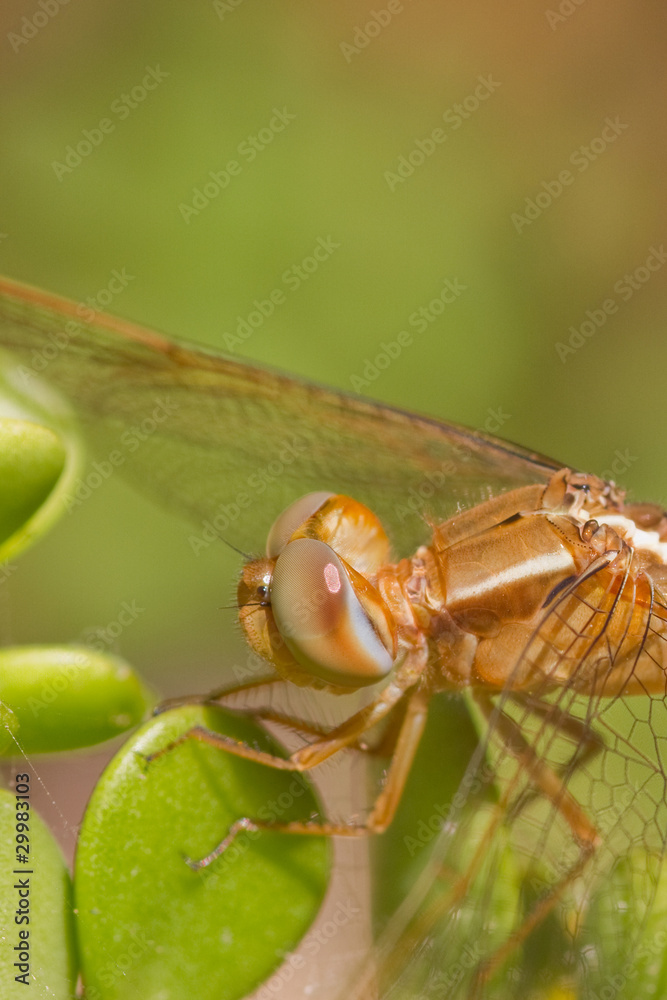 Dragonfly Dragonfly