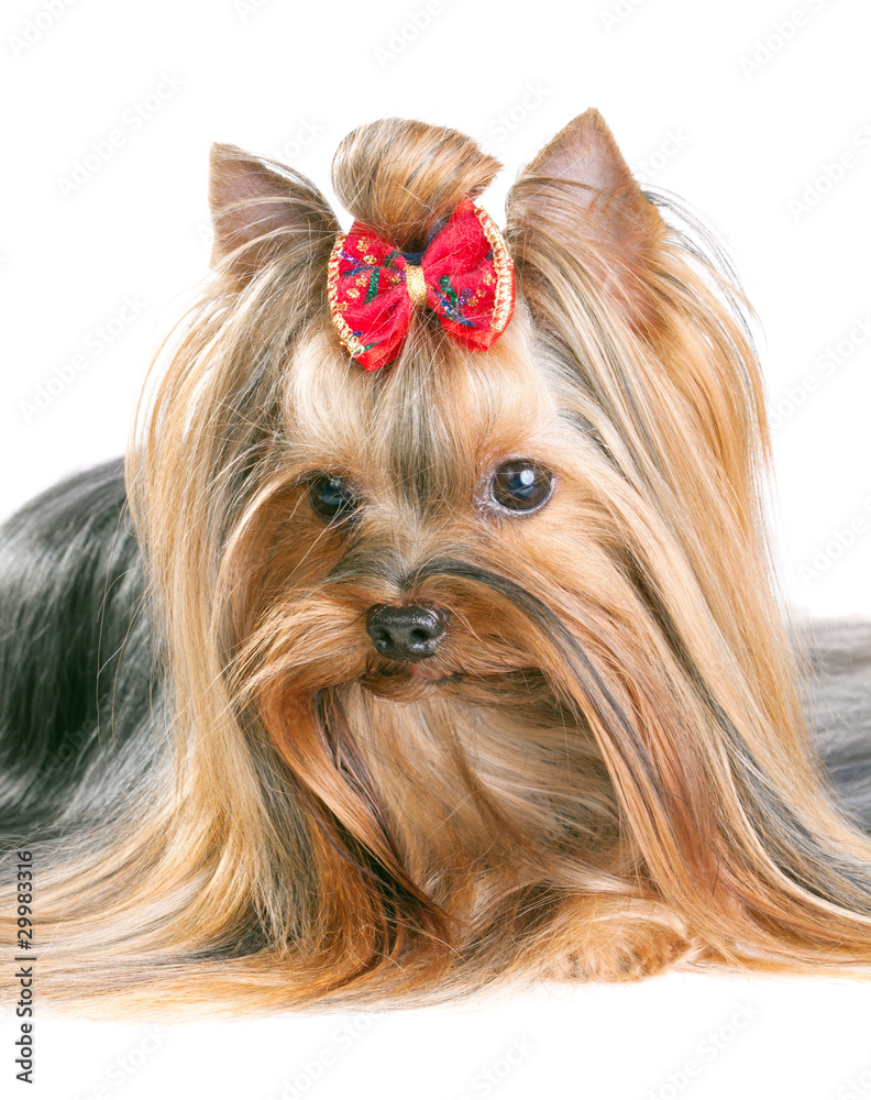 Naklejka premium Yorkshire Terrier