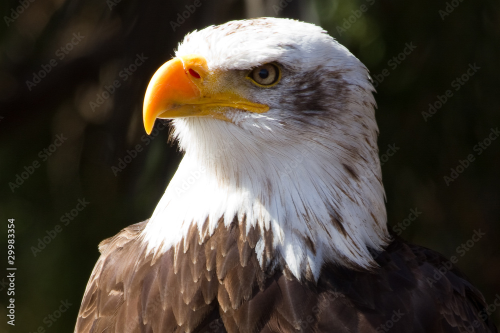 Obraz premium Bald Eagle