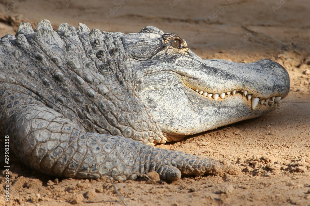 Crocodile Crocodile