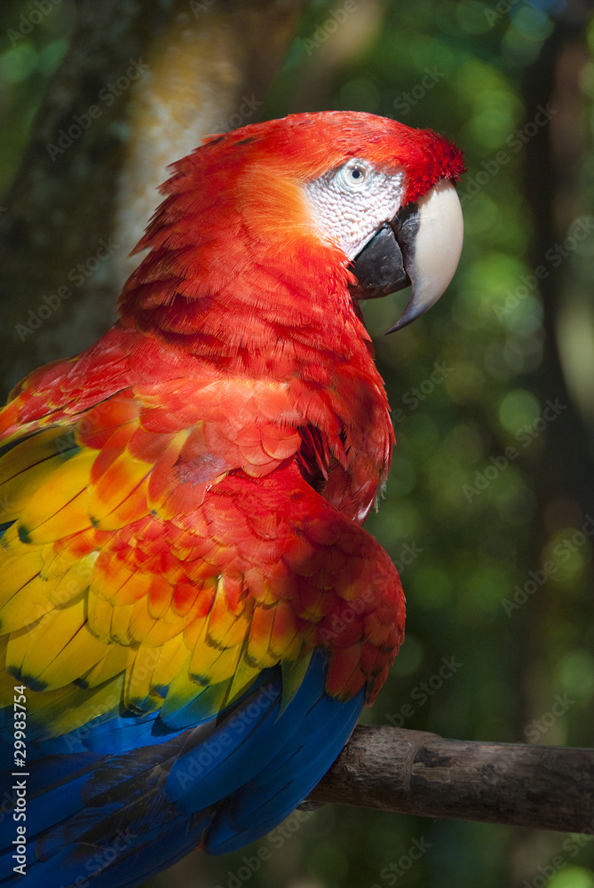 Obraz premium Macaw parrot