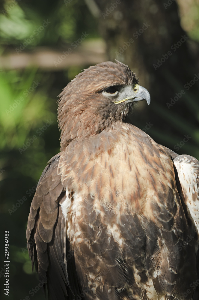 Red-tailed Hawk