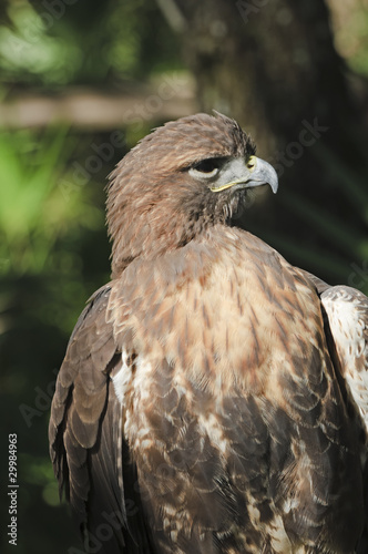 Red-tailed Hawk