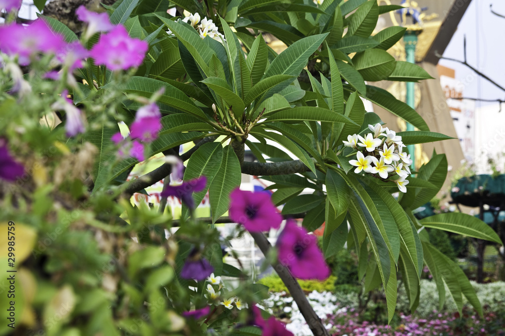 White Frangipani with pink flower in thailand White Frangipani with pink flower in thailand