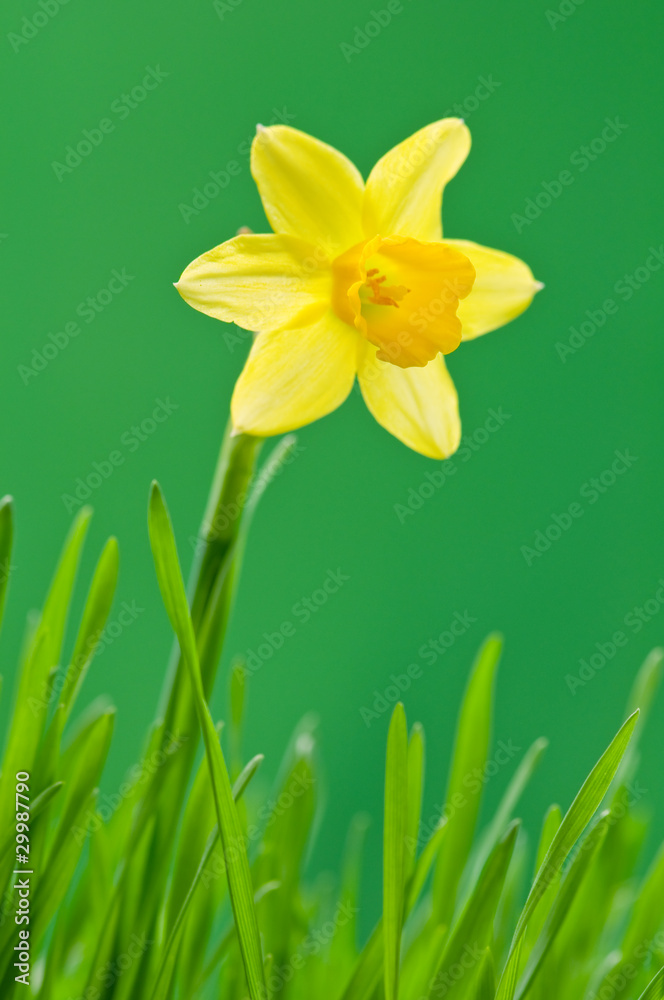 narcissus narcissus