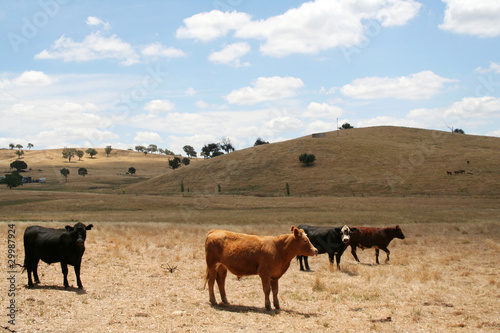 Cows - Australia © VanderWolf Images