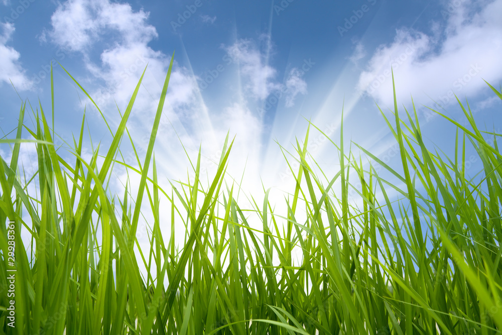 Obraz premium green grass and sun
