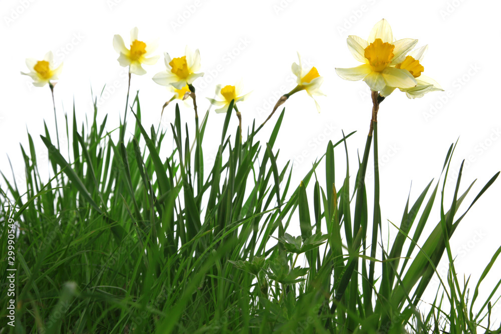 yellow spring daffodils in green grass isolated on white yellow spring daffodils in green grass isolated on white