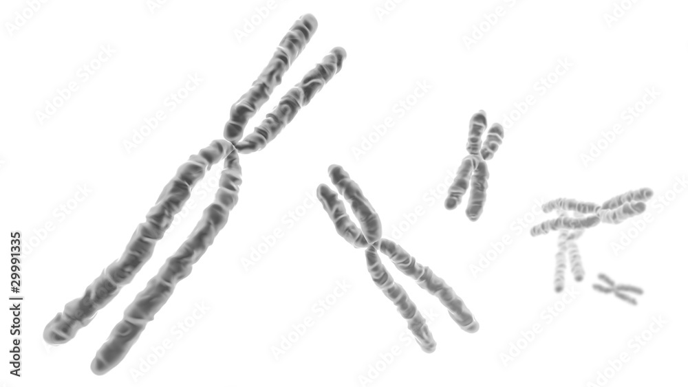 Chromosomes sur fond blanc 1 Chromosomes sur fond blanc 1