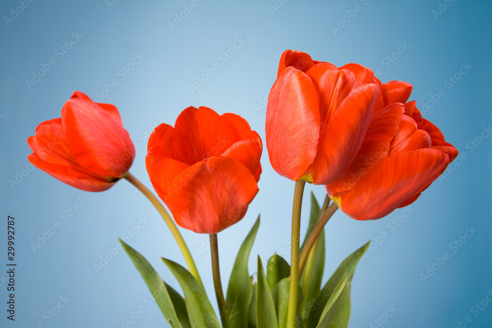 Obraz premium Beautiful red tulips