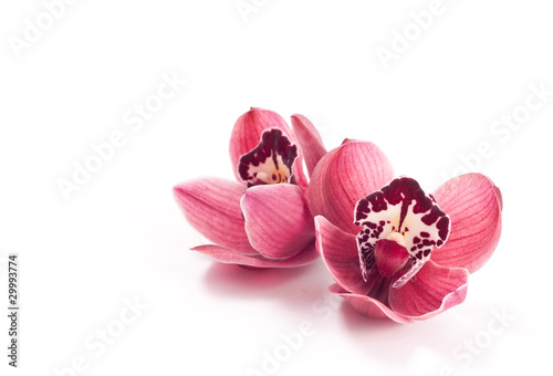 Orchid Flowers Background Concept with Custom Space