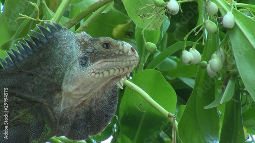 Iguane des Antilles