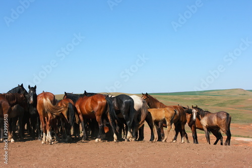 Fototapeta Naklejka Na Ścianę i Meble -  Horse herd grazing on the steppe red clay hills