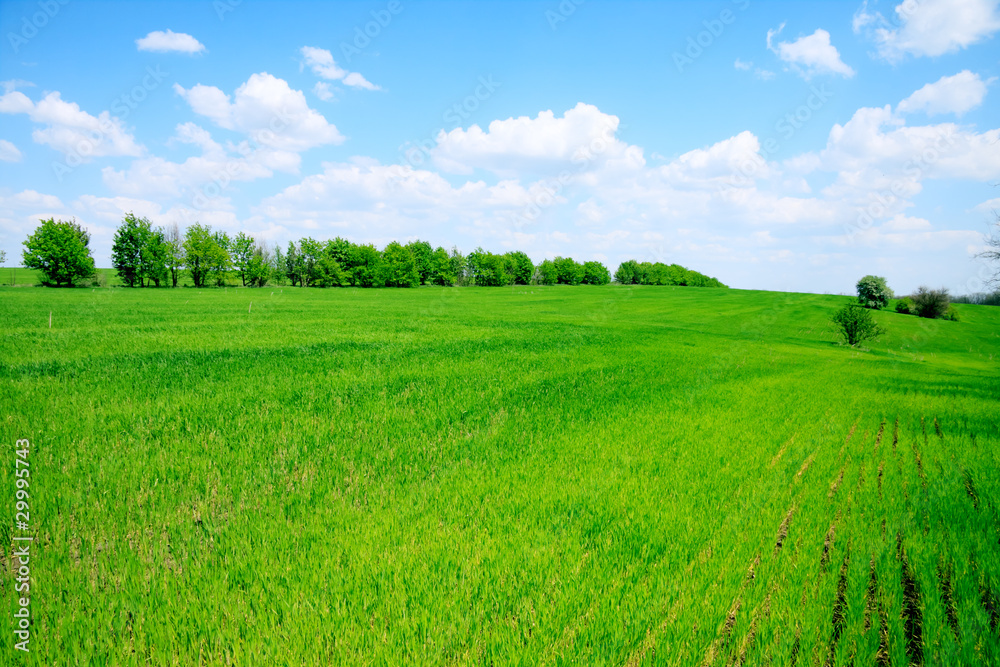 green field and trees green field and trees