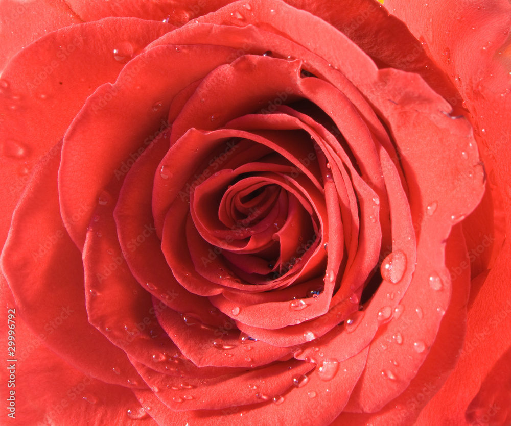 Rose Rose