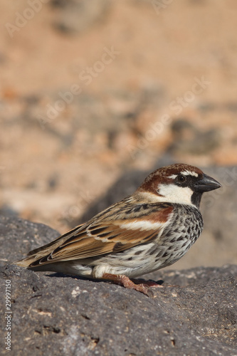 sparrow © chris2766
