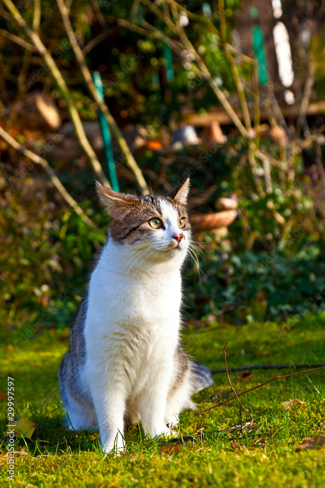 cute cat enjoys the garden