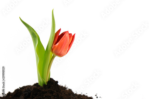 Tulip