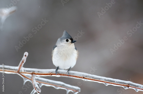 Tufted titmouse perched in icy branch