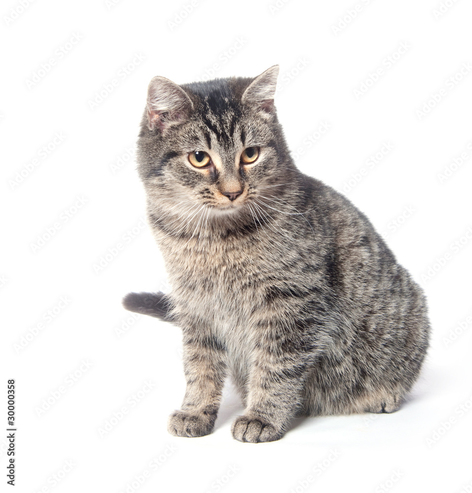 Cute tabby cat on white background