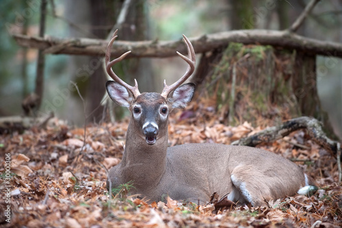 Fototapeta Naklejka Na Ścianę i Meble -  White-tailed deer buck bedded in woods