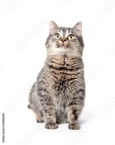 Cute tabby cat on white background