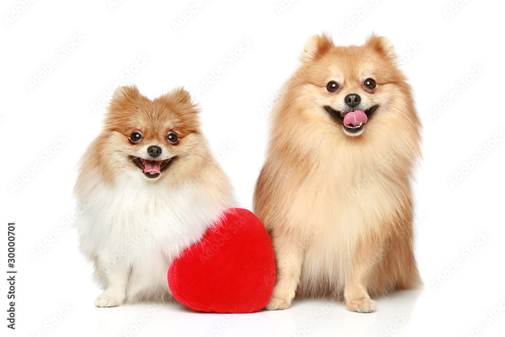 two Spitz puppies in love two Spitz puppies in love
