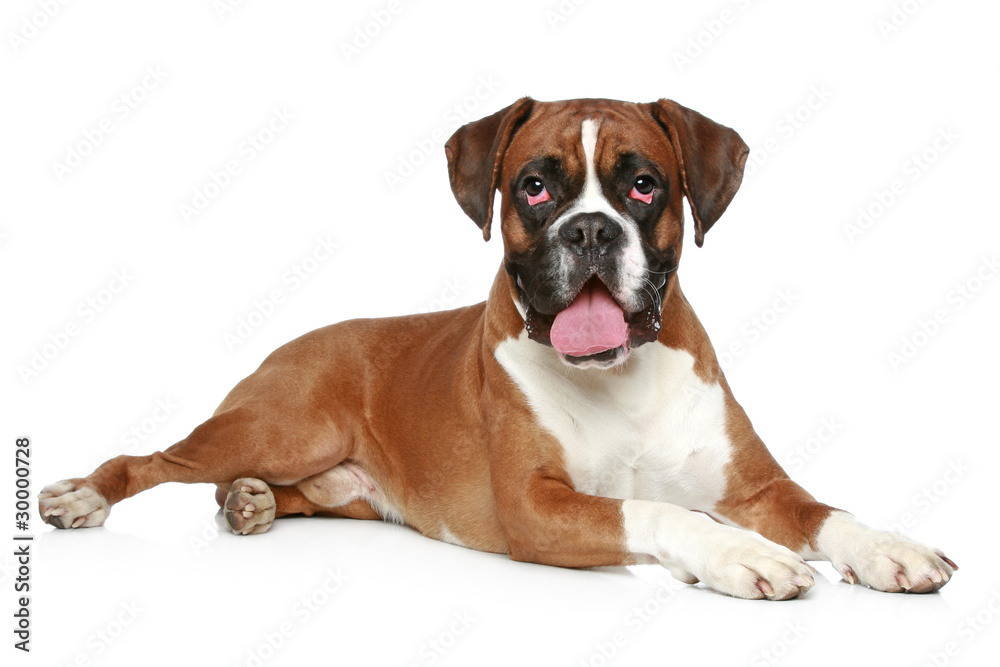 Boxer dog portrait