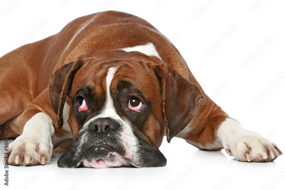 Boxer dog sad, lying on a white background
