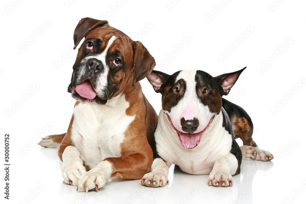 Boxer and Bull Terrier resting on a white background Boxer and Bull Terrier resting on a white background