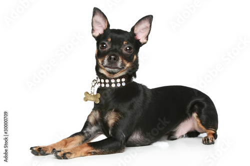 Toy terrier puppy on a white background