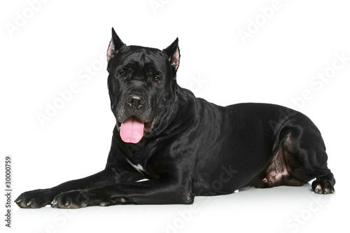 Cane Corso dog resting on a white background photo