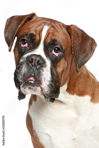 Boxer dog close-up portrait © jagodka