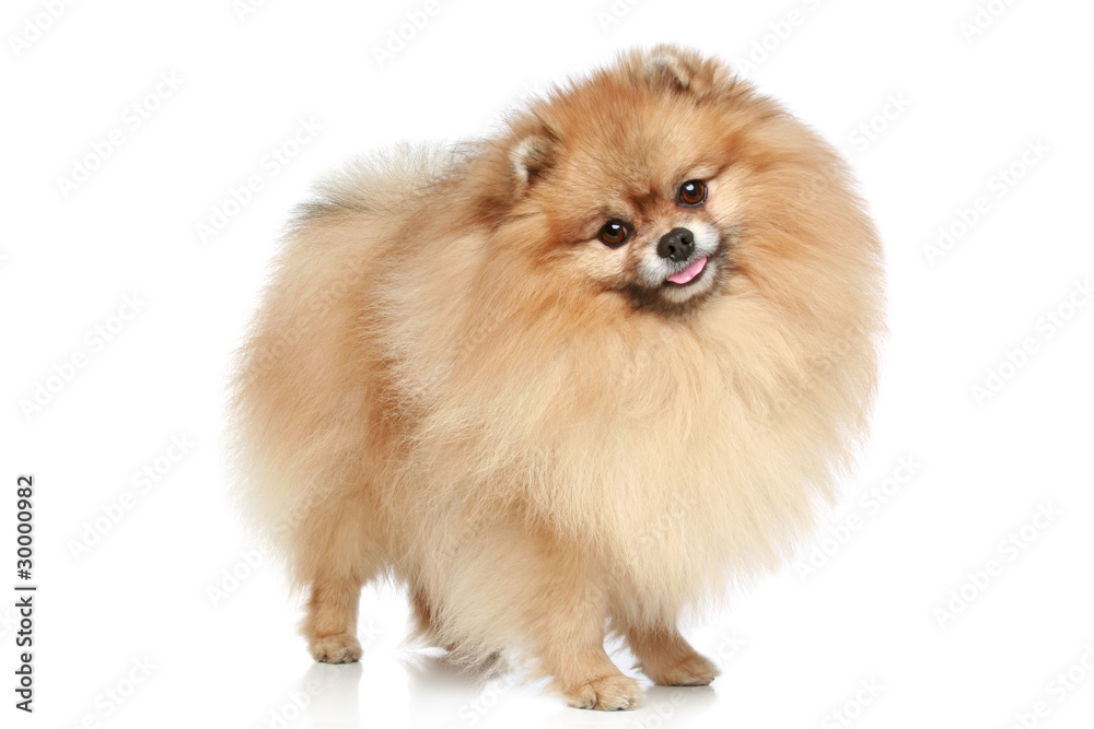 Pomeranian Spitz dog.