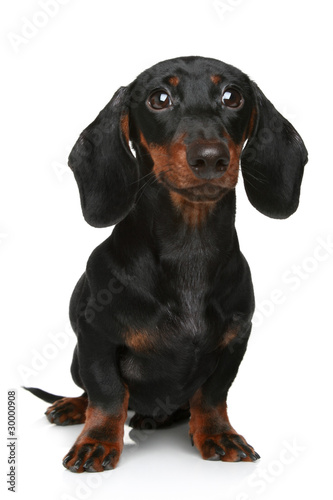 Mini dachshund, portrait on a white background
