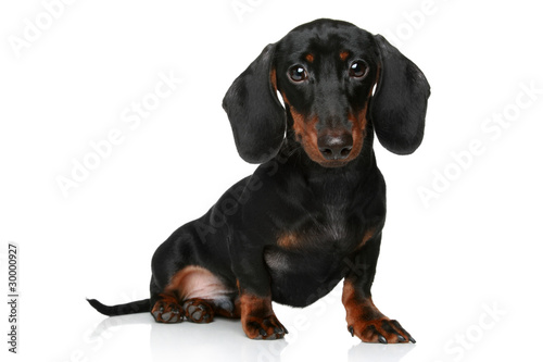 Mini dachshund  portrait on a white background