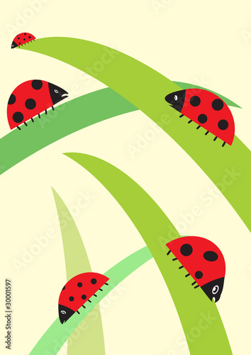 ladybirds