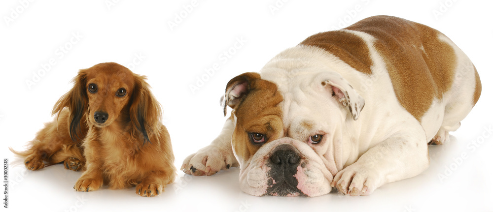 two dogs two dogs