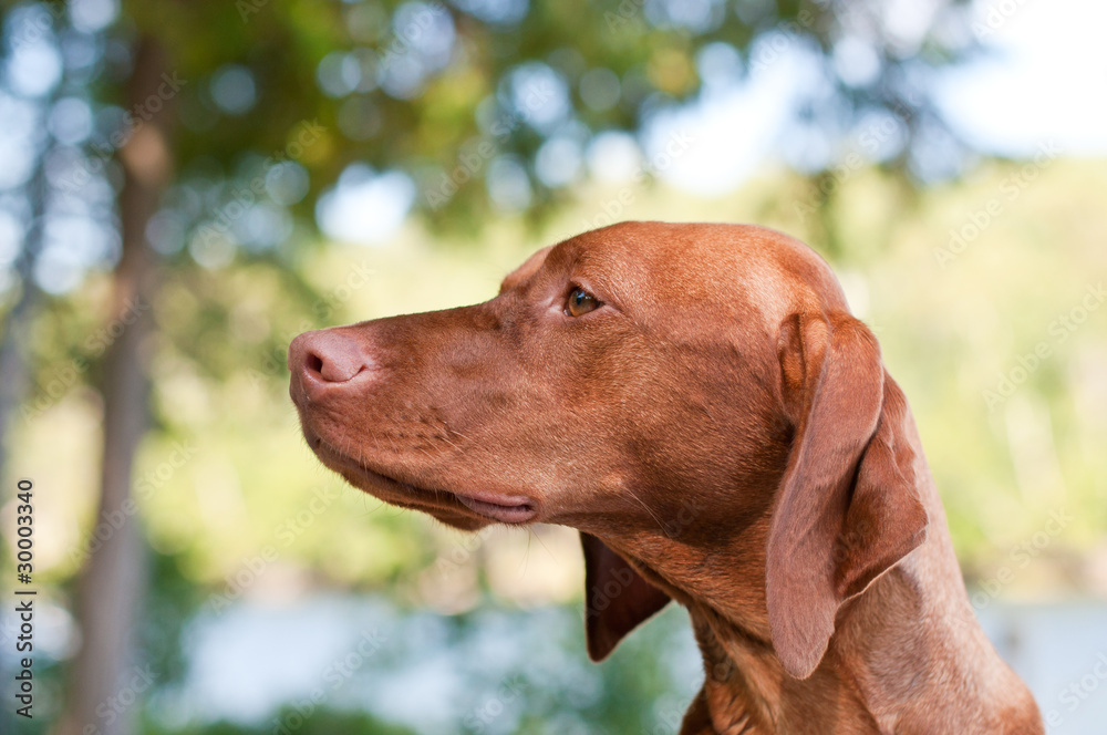 Vizsla Dog Closeup in the Forest