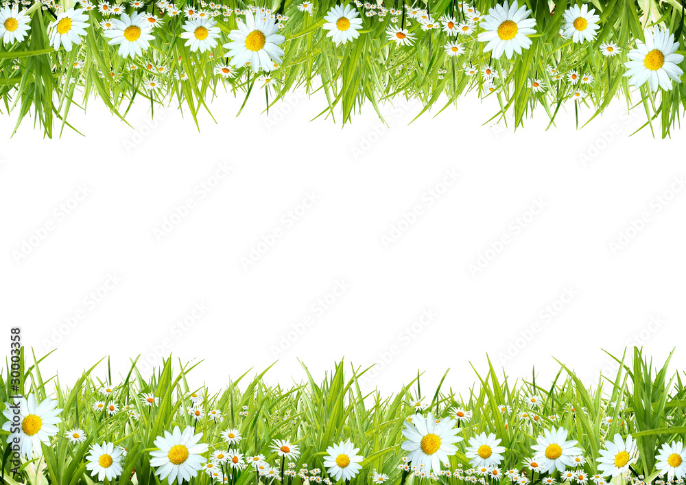 White camomiles and green grass as a background - obrazy, fototapety, plakaty 